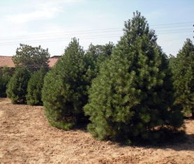 陕西第二大苗木种植基地就在蓝田县焦岱镇