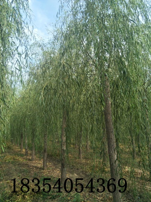 荆州11公分北美绚丽海棠价格精品绿化苗木直销基地